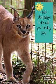 Maybe you would like to learn more about one of these? Big Cat Rescue On Twitter Hello Thursday Let S Call You Friday Eve Cyruscaracal Bigcats Bigcatrescue Fridayeve Thursdaythoughts Quotes Quoteoftheday Inspiring Inspirationalquotes Memes Caracal Tiger Carolebaskin Https T Co