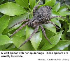 Wolf spiders are large, hunting spiders. Fishing Spiders And Wolf Spiders Nc State Extension Publications