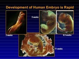 Development Of Human Embryo Is Rapid 3 Weeks 5 Weeks 6 5 Weeks 11 Weeks Human Embryo Fetal Development Female Reproductive System