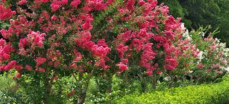 Plant star jasmine so air circulates freely and thin the plants when they become crowded to prevent they are only a feet away from each other. Perfect Pairs Plants To Grow Under Five Favourite Garden Trees Flower Power