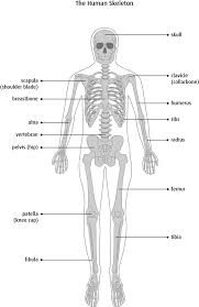 Long bone diagram unlabled manual e books. The Bones Canadian Cancer Society