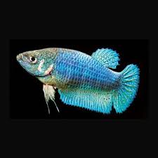 Betta Splendens Combattant Femelle 3 4 Cm Poisson D Or Sa