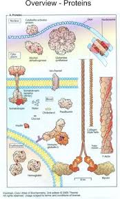 Biochemistry Charts