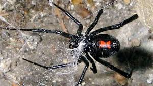Australien gilt als eines der giftigsten länder der welt. Die Schwarze Witwe Ist Giftig Biss Kann Auch Menschen Toten