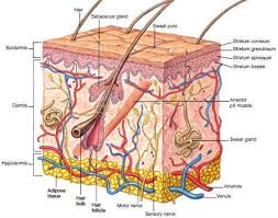 Hypodermis Skin Layers Skin Anatomy Sweat Gland Skin
