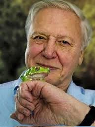 Wolf, The Netherlands. 📷 Johan van der Louw