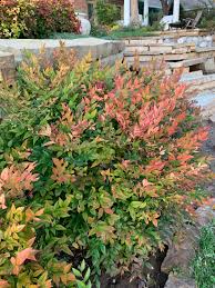 Image result for Nandina