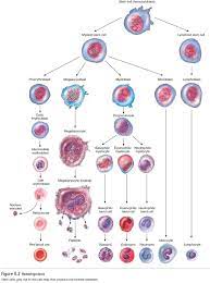 More commonly referred to as blood cells: Formed Elements Blood