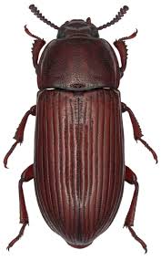 Black Beetle Bug In House Uloma Culinaris Female Insects Beautiful Bugs Cool Bugs