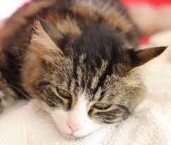 People can assume that the causes include trauma, immunologic, viral, genetic, chemical, environment and diet. Seizures In Cats Some Of The Causes Might Surprise You