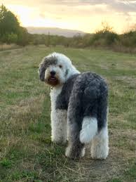 Pin By Dawn Lewis On Special Dogs Cats Etc Old English Sheepdog English Sheepdog Portuguese Water Dog