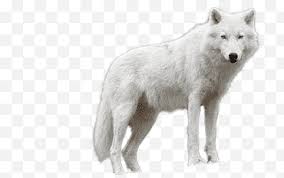 Try to search more transparent images related to wolf png |. Wolves Png Images Klipartz