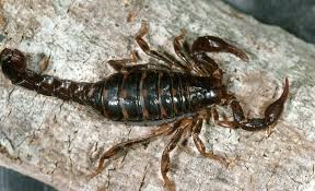 Scorpions - The Australian Museum