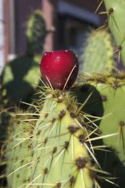 The tuberous prickly pear, native to mexico and the southwestern regions of the united states and also found in nopales is the spanish name for prickly pear cactus pads, considered a vegetable. Prickly Pear Cactus Cactus Greenhouse Red Sting Fruit Plant Food Close Up Food And Drink Pxfuel