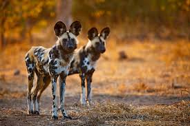 In The First Episode Of The Hunt The Recent Blockbuster Bbc Natural History Series A Pack Of African Wild Dogs African Animals African Hunting Dog Wild Dogs
