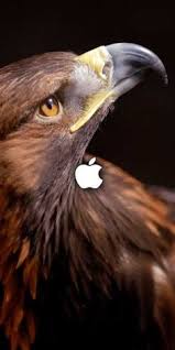 Free clipart of eagles soaring. Arfien Std Arfienco Profil Pinterest