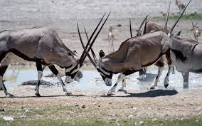 6 Of Tanzania 8217 S Coolest If Lesser Known Exotic Animals Butterfield Robinson