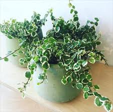 Les épis floraux portent des fleurs blanc, bleu ou mauve. 10 Plantes Colorees Et A Motifs Qu On Verra Partout Cette Annee