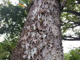 Image result for Ceiba pentandra