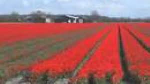 Che meraviglia questi tulipani, vero? Tulipani Olanda Youtube