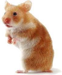 We did not find results for: All About The Syrian Hamster A K A Golden Teddy Bear Hamster How To Take Care Of Them Plus Lots Of Photos Tips And Bear Hamster Hamster Hamsters As Pets