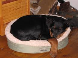 You can expect your rottie to grow to around 75 to 105 pounds (35 to 48 kilograms) for a female, and 110 to 130 pounds (50 to 60 kilograms) for a male. Gentrycreekrottweilers