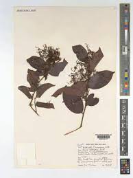 Image result for Dactyladenia gilletii