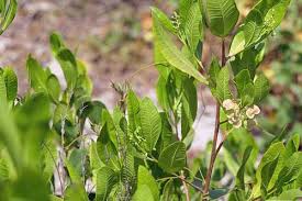 Image result for Dodonaea viscosa