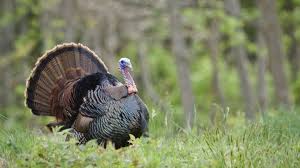 For the bird, see turkey (bird). Valley County Tops State In Turkey Hunt Wkbn Com