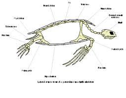 Sea Turtles Are Cool Turtle Tortoise Turtle Tortoises