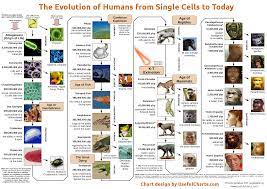 Human Evolution Evolution History Infographic