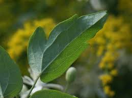 Maybe you would like to learn more about one of these? Clematis Vitalba