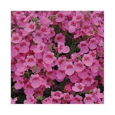 Image result for ostruhatka