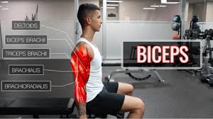 Think of your arm as a pendulum, swinging back and forth at your shoulder. The Best Science Based Bicep Workout Arms Part 1 2 Youtube