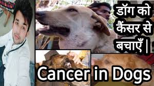Brain tumors may be primary, arising from the cells of the brain and its lining (figure 2), or secondary, arising elsewhere and spreading to the brain. Dog Cancer Symptoms In Hindi Benign Malignant Tumor Brain Tumor In Dogs By The Pet Vision Youtube