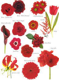 The former (a small delicate we love the different flowers and shades of blue that mondo floral designs used in this bouquet. Flower Names By Color Red Flowers Flower Names Red Plants