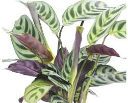 Image result for Ktenante Ctenanthe