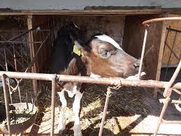 We did not find results for: Subventii Apia 2015 Fermierii Care Primesc Subventii Pe Masura 215 Trebuie Sa Depuna Stiriagricole Ro