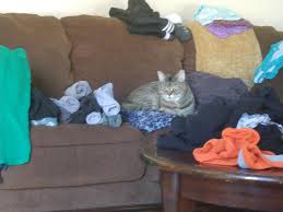 Do keep in mind that panting for an excessive period of time is always cause for some alarm, or at least attention. Hahaha Silly Kitty Sitting On Mom S Comfy Pants Haha Album On Imgur