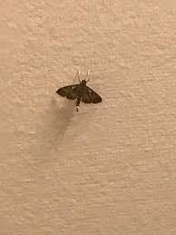very random ? ruling out pantry moths