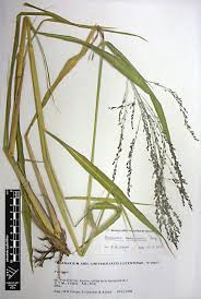 Image result for Panicum maximum