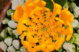 Image result for Daubenya