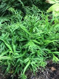 Image result for Coniogramme africana