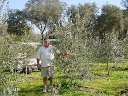 Olive Trees In Florida You Bet News Ocala Com Ocala Fl