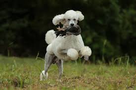 My first poodle was a white standard poodle named jocho. Poodles 10 Fun Facts About This Smart Stylish Dog Breed