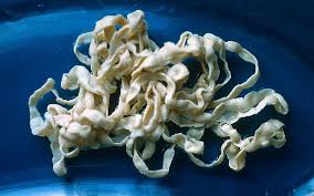 Image result for Beef Tapeworm