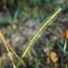 Image result for Setaria parviflora