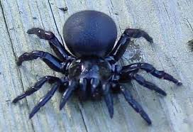 Top 10 Very Deadliest Spiders Wonders World Com Spider Arachnids Spiders Weird Insects