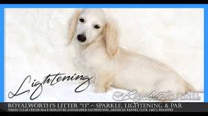 Dachshund puppies for sale in florida select a breed. Lightening A Male Clear Cream While Miniature Longhaired Dachshund Puppy Youtube