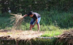They sawed planks and hauled straw and put up. Infopublik Jemur Jerami Padi